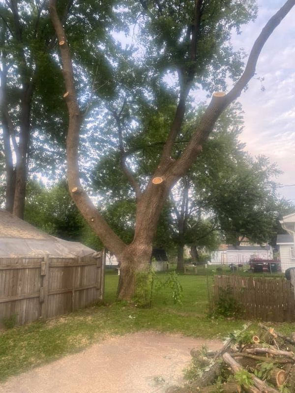 Tree Trimming