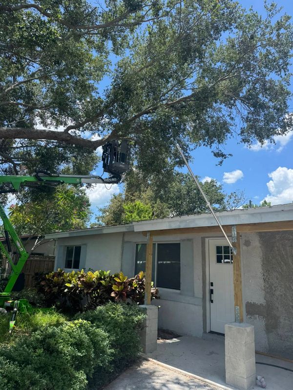 Tree and Shrub Care