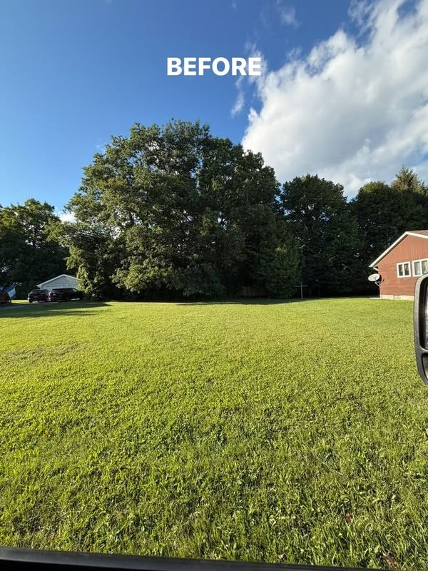 Tree Service