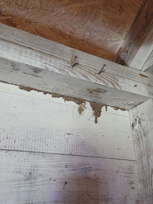 Termite Inspection & Treatment