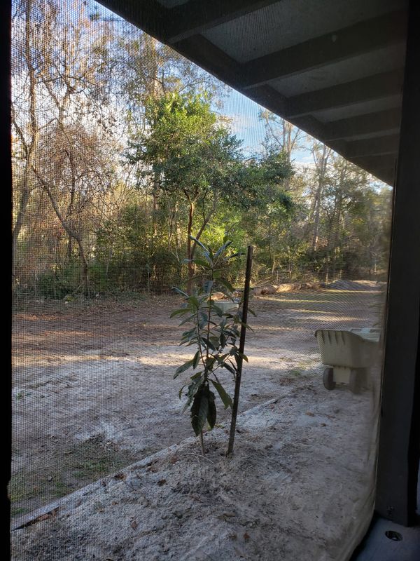 Tree Services