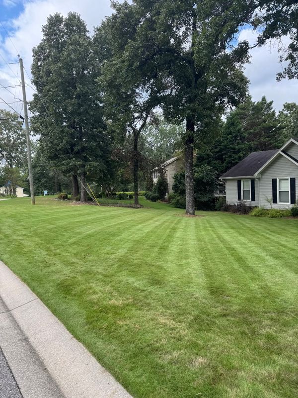 Tree and Shrub Care