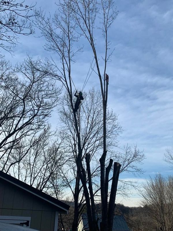 Tree Removal gallery