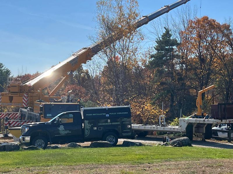 Tree Removal gallery