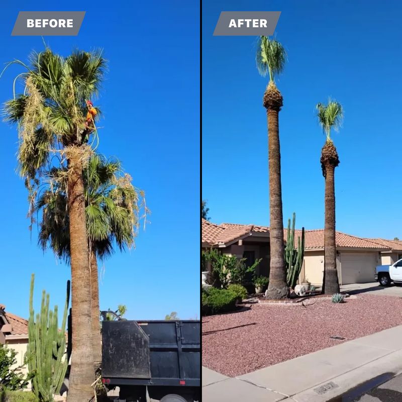 Palms Trimming