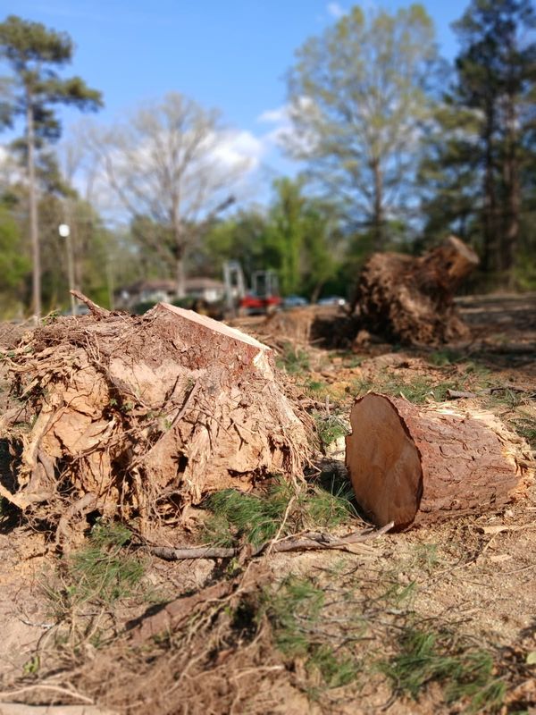 Tree Removal