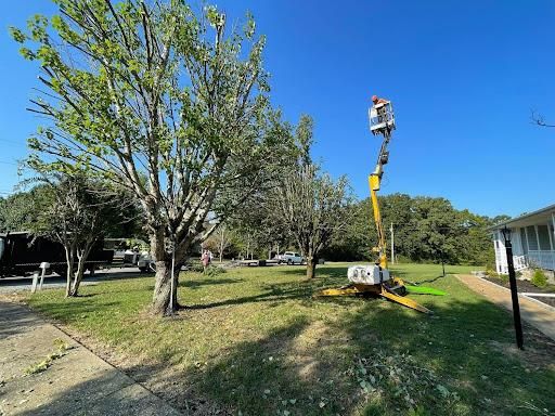 Other Tree Services
