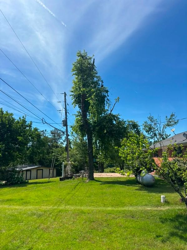 Tree Trimming