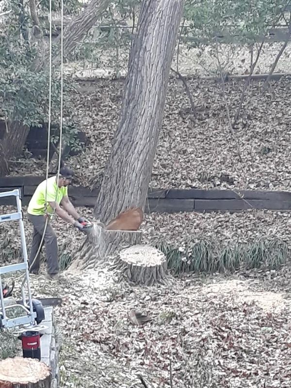 Tree Removal