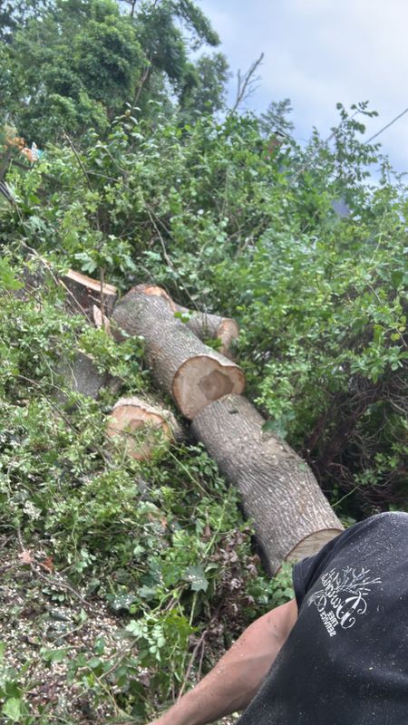 Tree Removal gallery