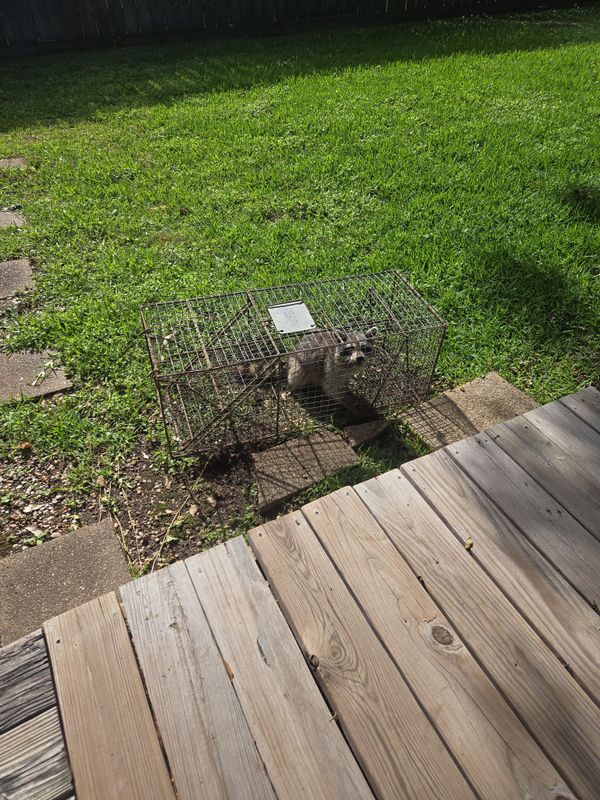 Rodent Control