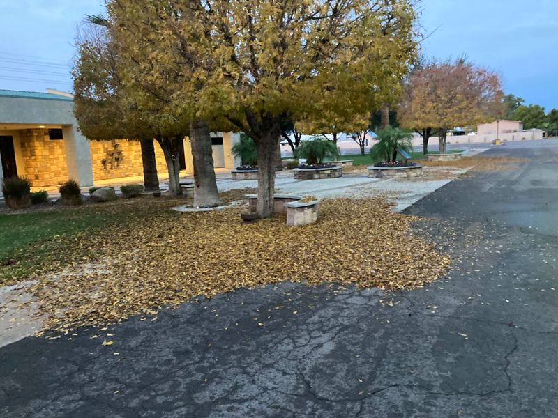 Fall Clean Up