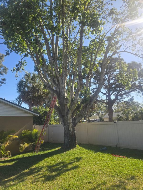 Tree Trimming