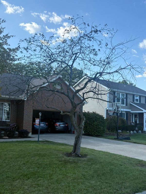 Tree Removal
