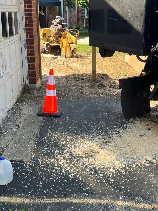 Tree Removal gallery