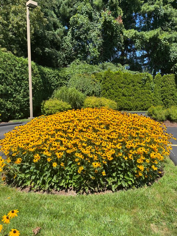 Commercial Landscaping