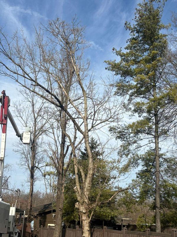 Tree Removal