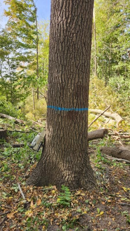 Tree Removal