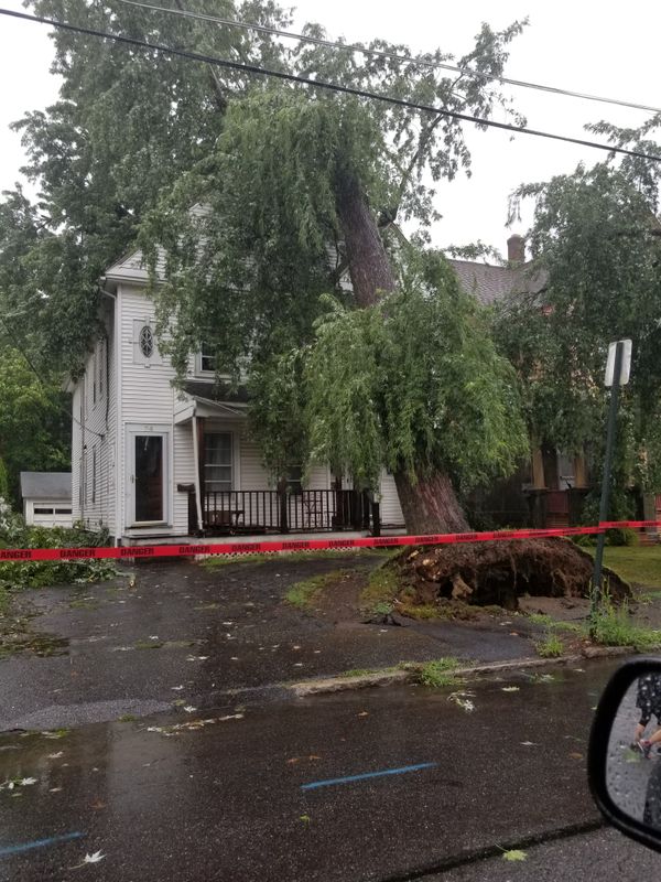 Hedge/Tree/Brush Cutting