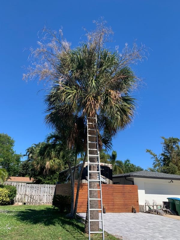 Tree Trimming