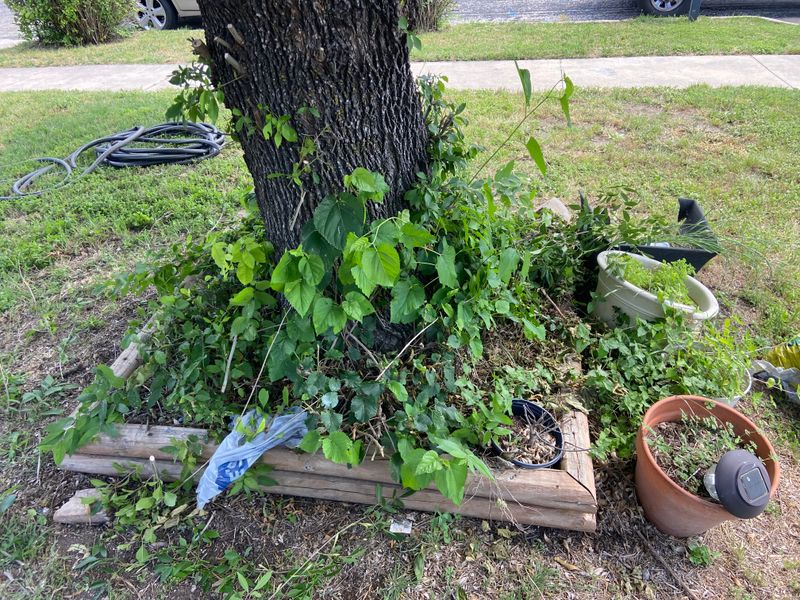 Mulch beds