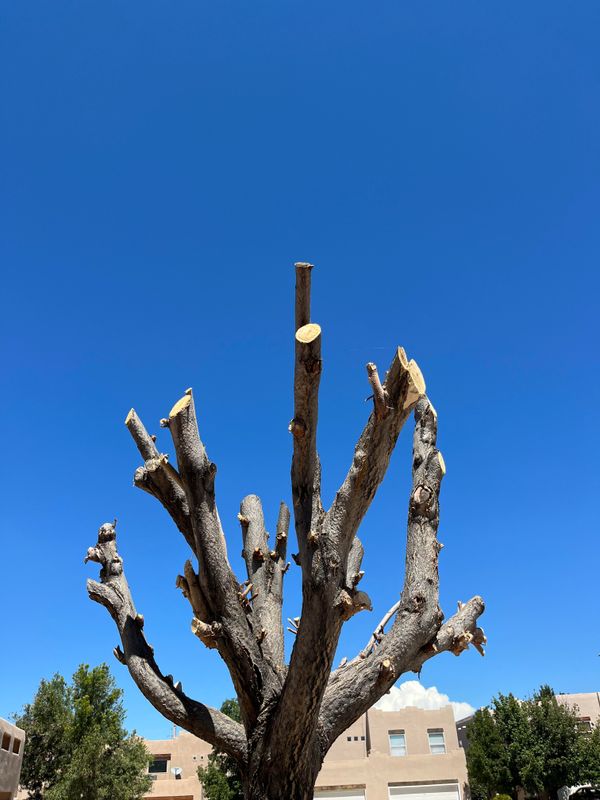 Tree Trimming