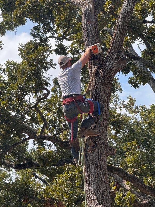 Tree Trimming