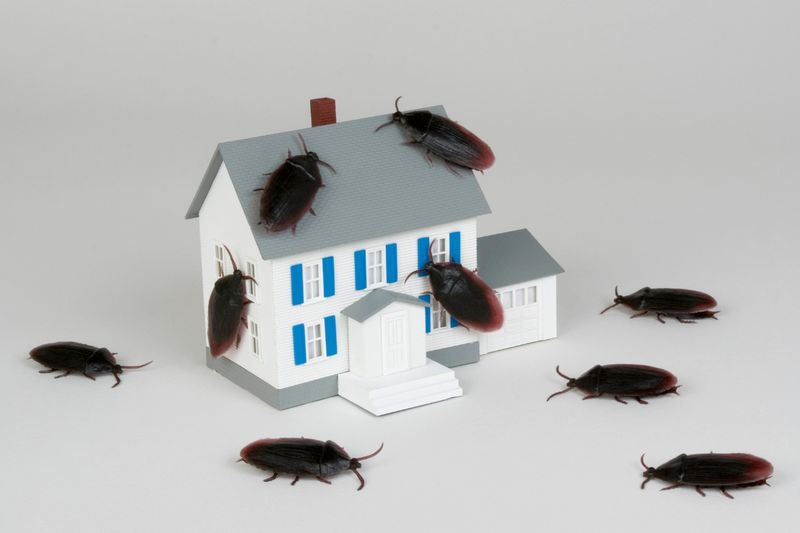 Cockroach Extermination