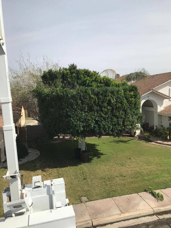 Shrub Trimming