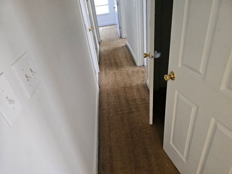 Carpet Cleaning