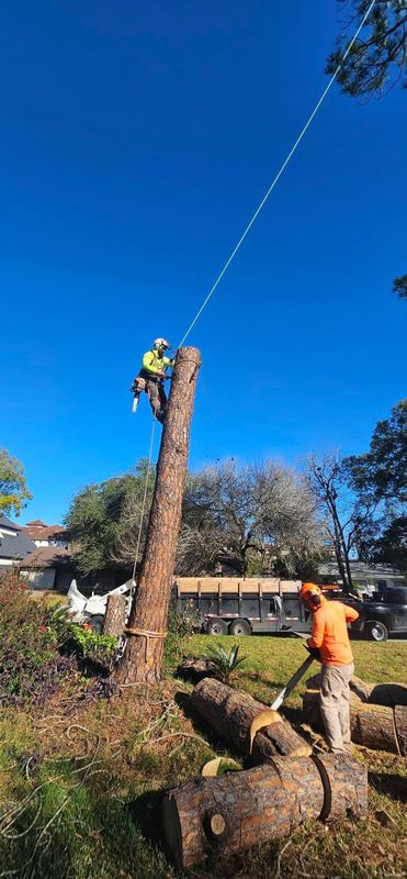 Tree Trimming