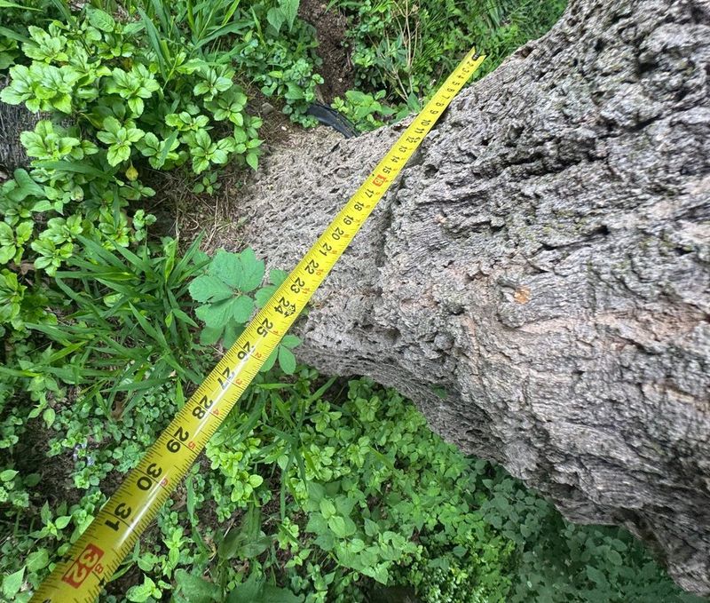 Tree Health Consultation
