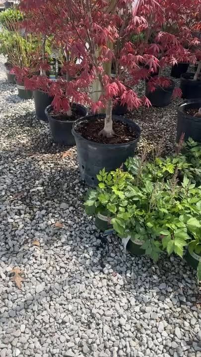 Gardening