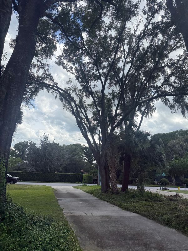 Tree Pruning