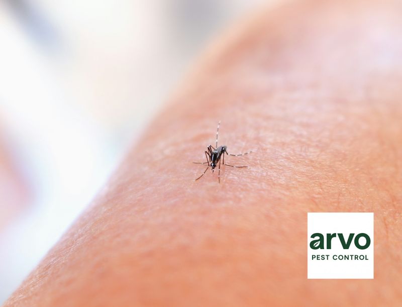 Mosquito Control