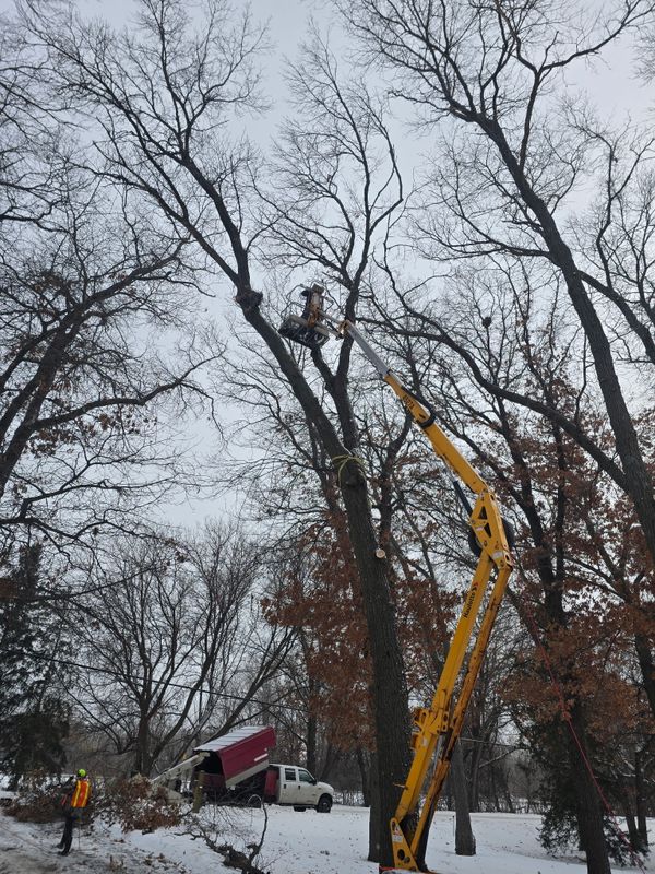 Tree Removal
