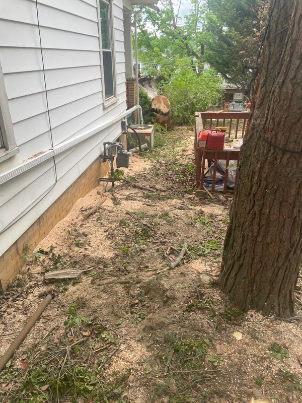 Tree Removal gallery