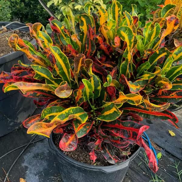 Plant and tree list