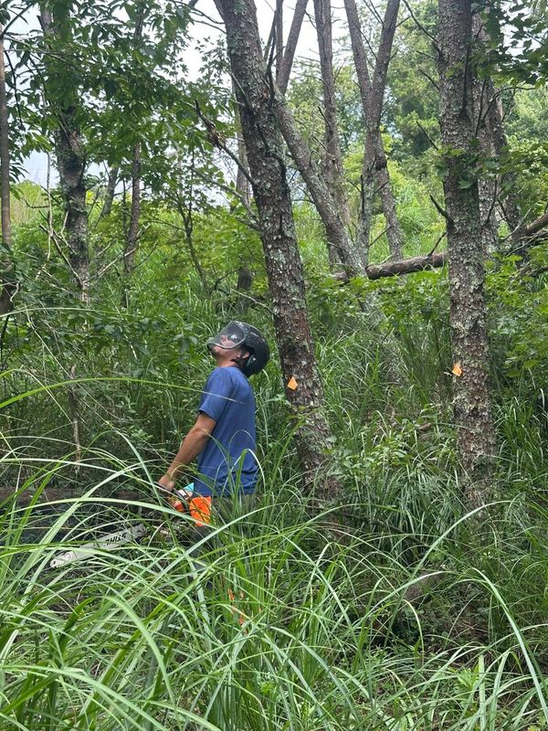 Tree Services