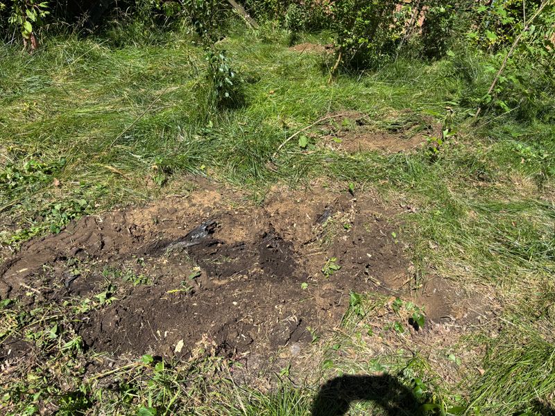 Stump Removal
