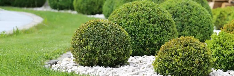 Lawn Maintenance