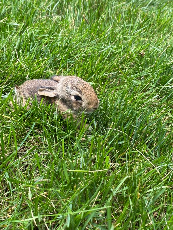 Wild Life Encounters