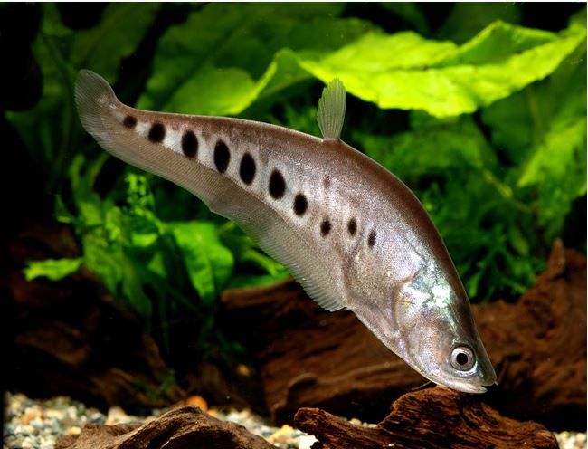 Clown Knife Fish & Snakehead Trips