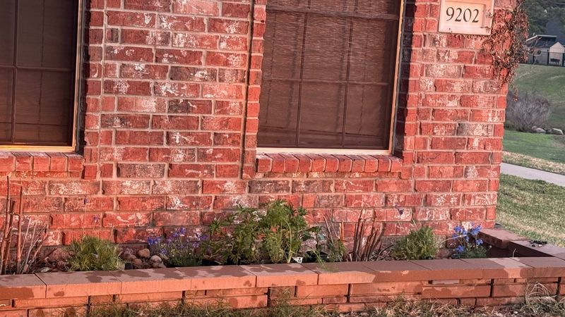 Plant & Shrub Installations
