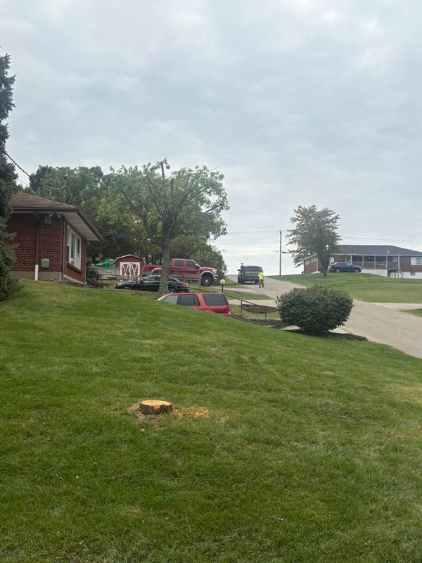 Stump Removal