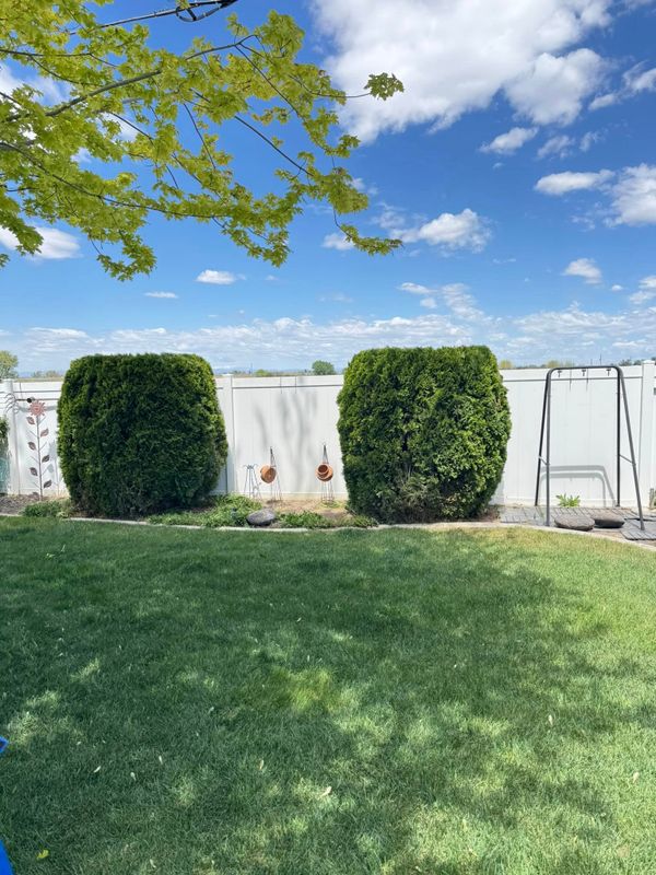 Tree & Shrub Care