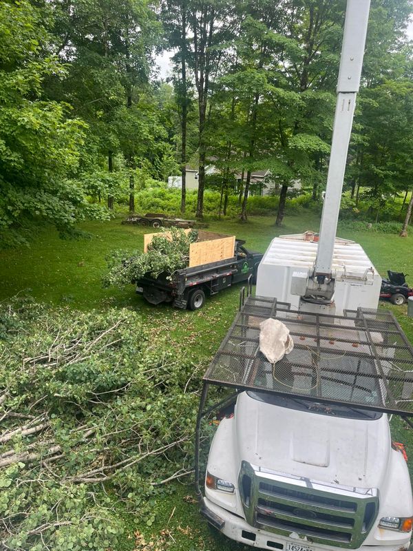Tree Removal