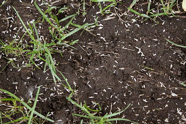 Overseeding