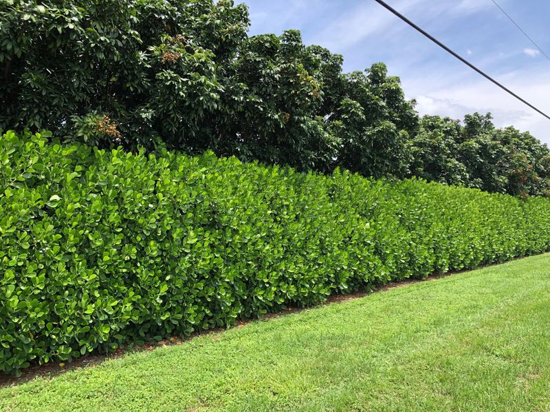 Plant and tree list
