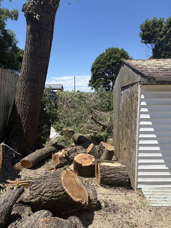 Tree Removal